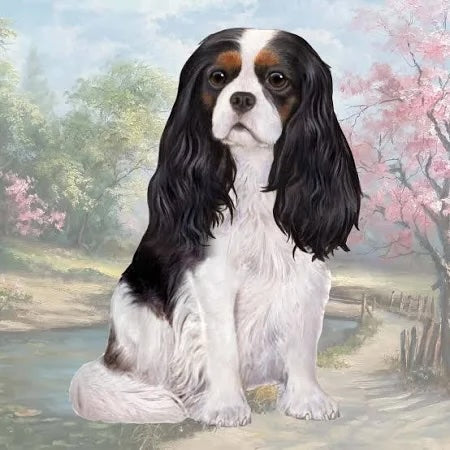 Cavalier King Charles Tri Color Coaster