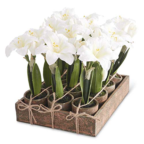 K&K Interiors 54681A-WH 12 Assorted Potted White Amaryllis with Wood Tray