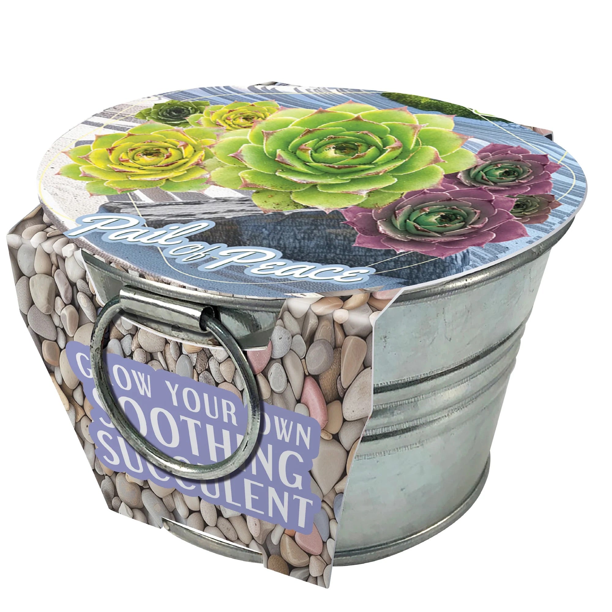 Pail of Peace Grow Your Own Soothing Succulents