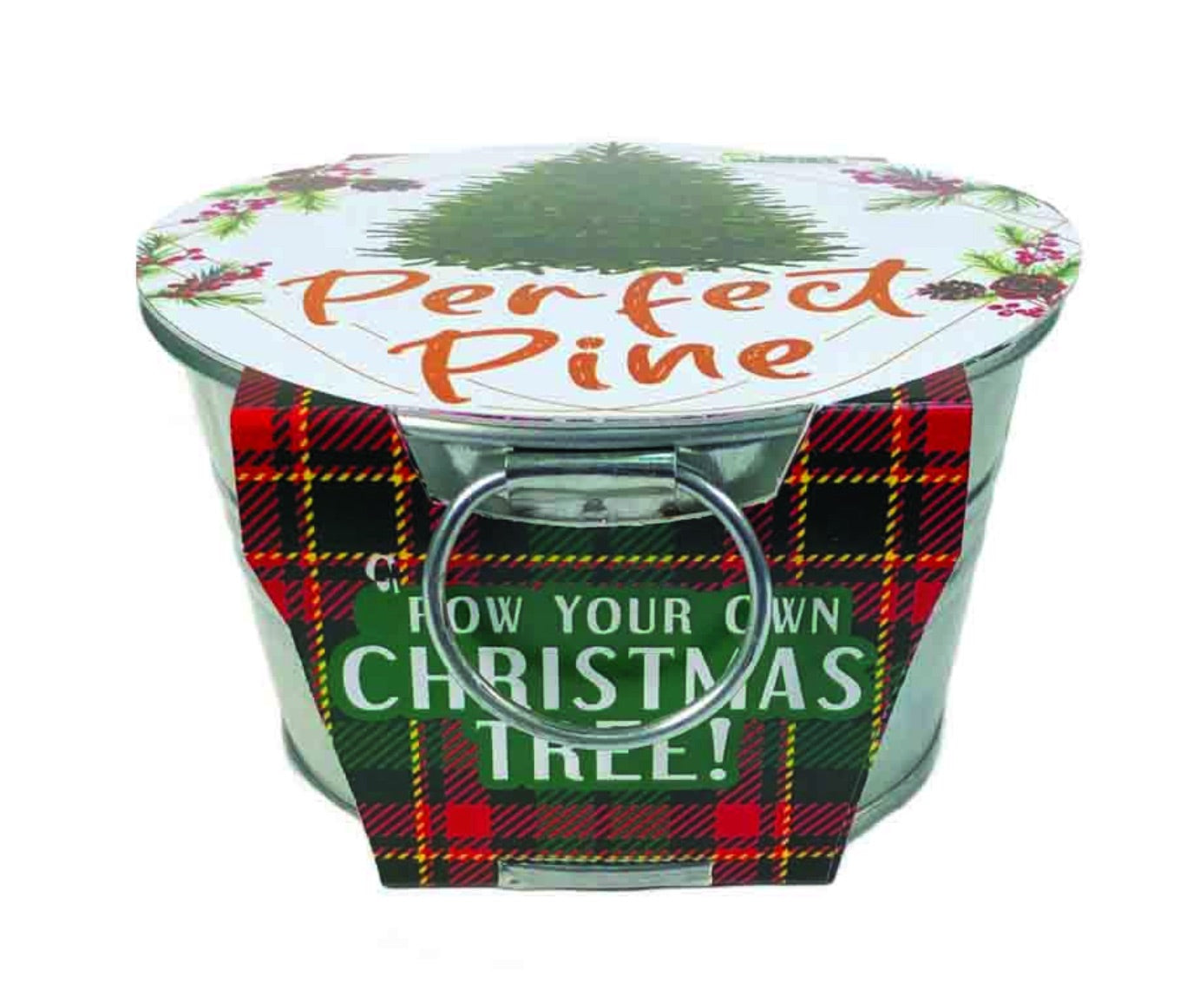 Perfect Pine Grow Your Own Christmas Tree