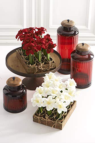 K&K Interiors 54681A-WH 12 Assorted Potted White Amaryllis with Wood Tray