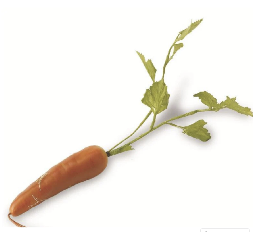 17 Inch Orange Long Carrot K&K Interiors