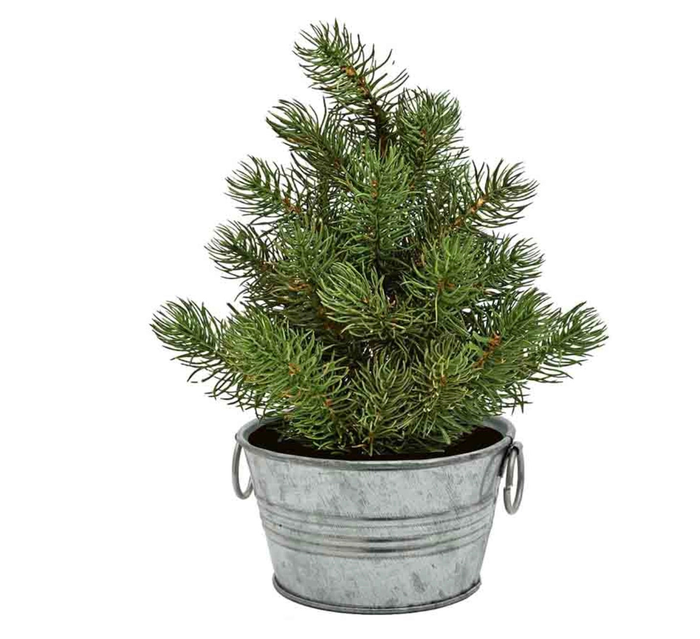 Perfect Pine Grow Your Own Christmas Tree