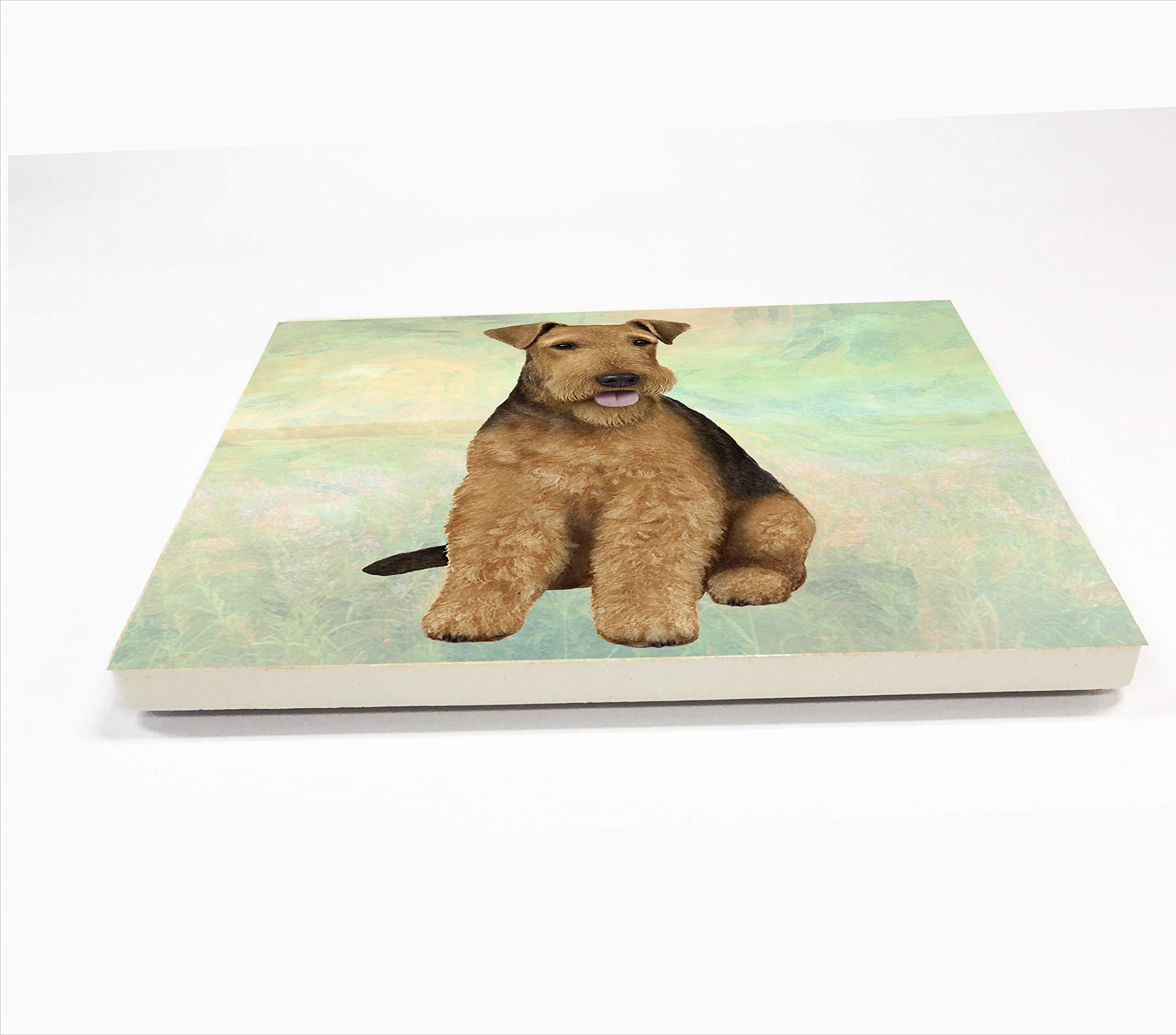 Airedale Coaster